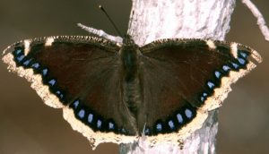 Pictures of Mourning Cloak