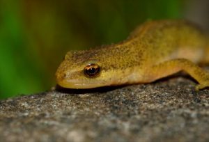 Palmate Newt Eyes Image