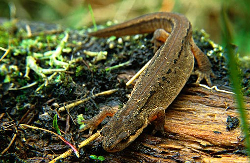 Images of Palmate Newt