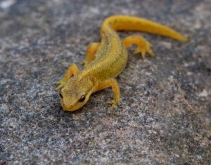 Photos of Palmate Newt