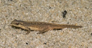 Pictures of Palmate Newt