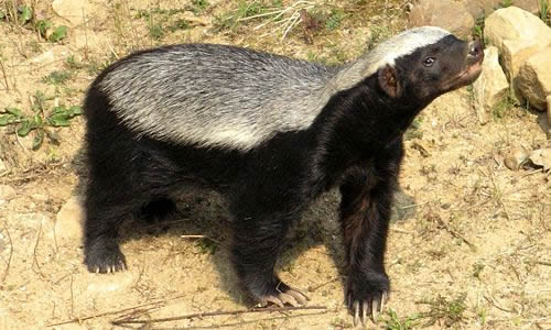 Honey Badger Animal Facts  Mellivora Capensis - A-Z Animals