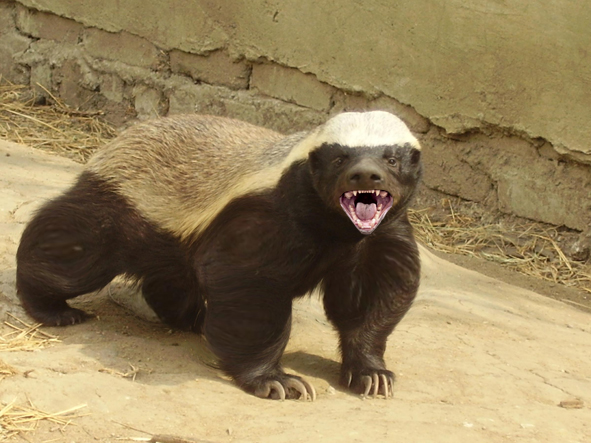 Honey Badger Animal Facts  Mellivora Capensis - A-Z Animals