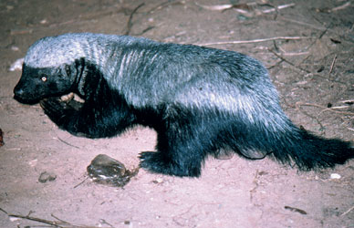 Honey Badger Animal Facts  Mellivora Capensis - A-Z Animals