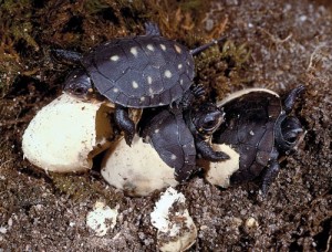 Spotted Turtle Eggs Photo