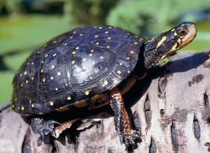 Pictures of Spotted Turtle