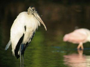 Wood Stork Picture
