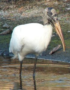 Images of Wood Stork