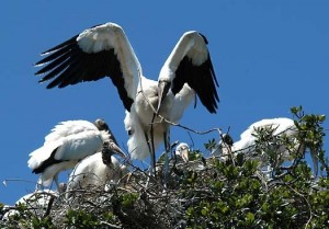 Wood Stork Nest Picture