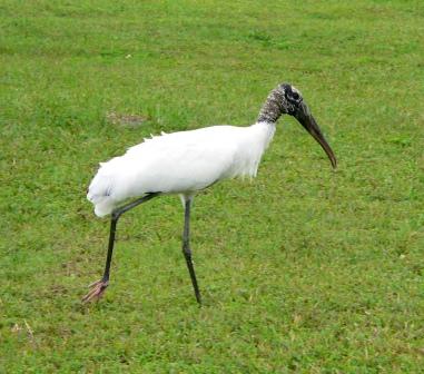 Photos of Wood Stork