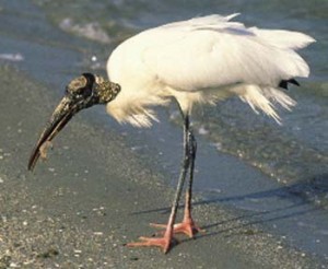 Pictures of Wood Stork