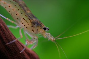 Images of Amano Shrimp