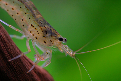 Adult female with developed ovaries in the ghost shrimp