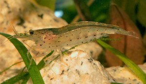 Photos of Amano Shrimp