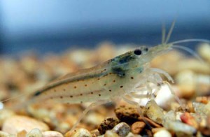 Pictures of Amano Shrimp