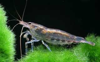 Adult female with developed ovaries in the ghost shrimp