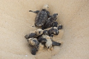 Baby Hawksbill Sea Turtle Image