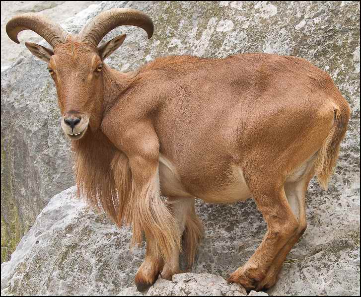 Images of Barbary sheep