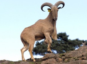 Photos of Barbary sheep