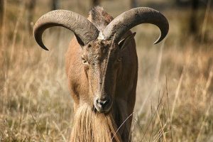 Pictures of Barbary sheep