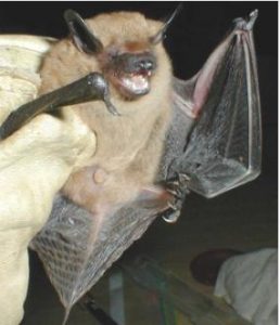 Big Brown Bat Picture