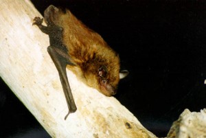 Images of Big Brown Bat