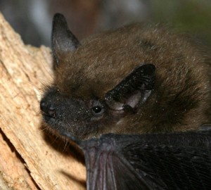 Pictures of Big Brown Bat