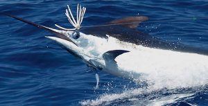 Black Marlin Picture