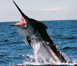 Images of Black Marlin