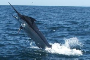 Photos of Black Marlin