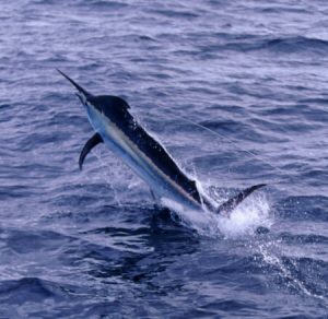 Pictures of Black Marlin