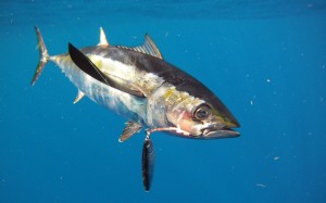 Blackfin Tuna Picture