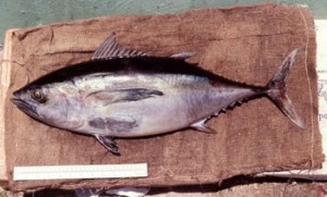 Images of Blackfin Tuna