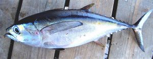 Photos of Blackfin Tuna