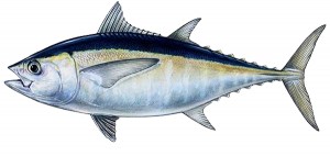Pictures of Blackfin Tuna