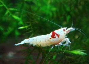 Images of Crystal Red Shrimp