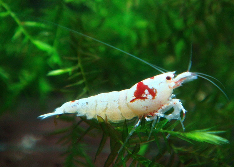 Crystal Red Shrimp