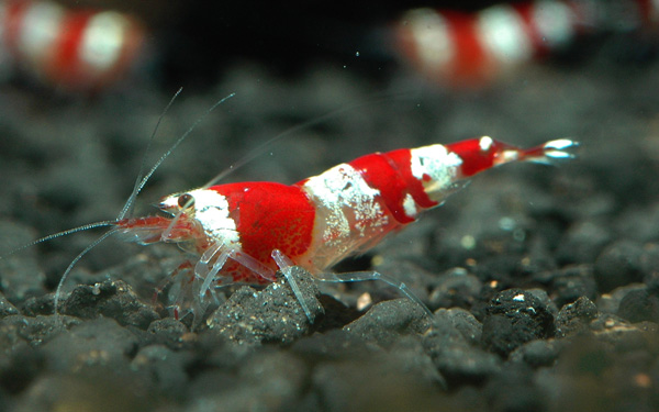 Kollisionskursus trække sig tilbage Frisør Crystal Red Shrimp -