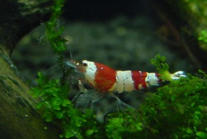 Pictures of Crystal Red Shrimp