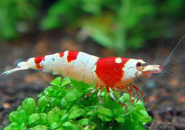Kollisionskursus trække sig tilbage Frisør Crystal Red Shrimp -