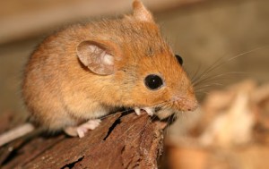 Golden Mouse Picture