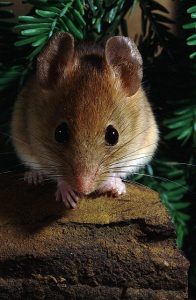 Photos of Golden Mouse