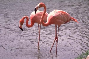 Images of Greater Flamingo