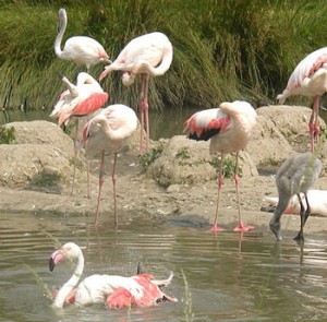 Photos of Greater Flamingo