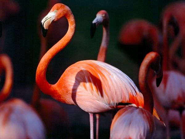 Pictures of Greater Flamingo