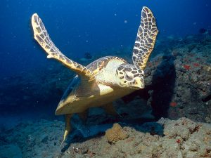 Hawksbill Sea Turtle Picture