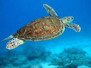 Photos of Hawksbill Sea Turtle