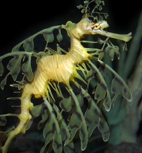 Leafy Seadragon Picture