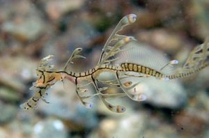 Leafy Seadragon Baby Image