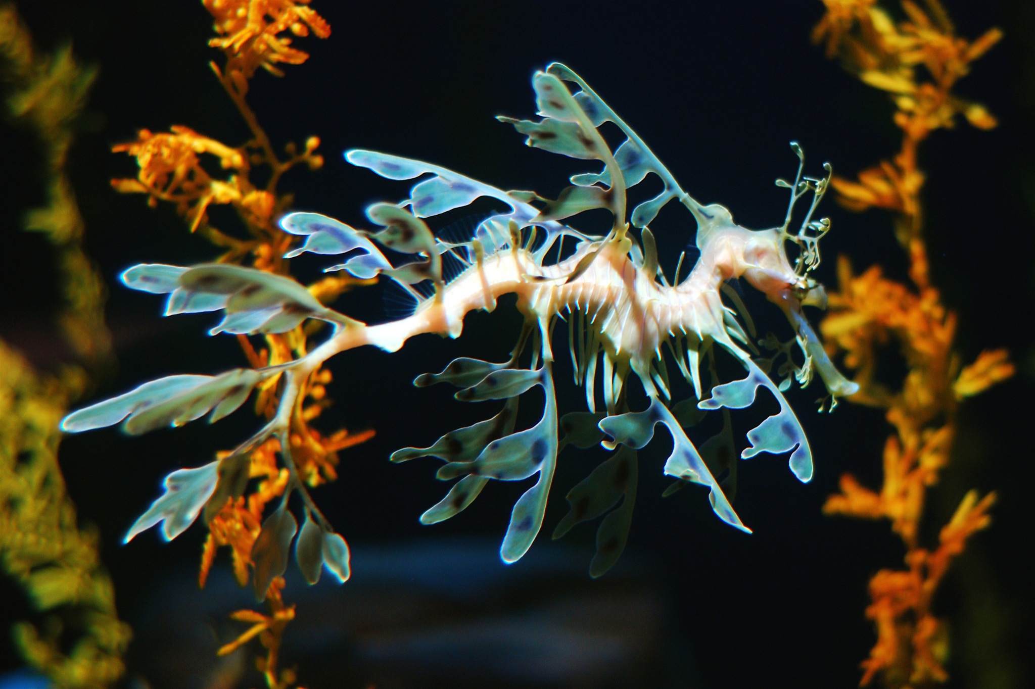 Leafy Seadragon -